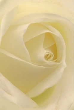 This intimate floral portrait, arranged in the heart of Isleworth, reveals the tranquil beauty of a classic rose in full bloom. You see petals delicately swirling toward the center, their layered forms inviting you to trace the soft, almost translucent material-a sensation like velvet beneath the hand. The colouring is a gentle gradient from creamy white at the tips to richer ivory closer to the heart, reminiscent of the subtle light that plays across the old stonework in St John's Gardens. Illuminated by softly diffused daylight, the rose exudes quiet luxury; shadows linger only in the deepest folds, enhancing the hypnotic effect and the bloom's sculptural presence. The entire composition feels suspended in a moment of calm anticipation, akin to the hush that precedes celebrations in Isleworth's cherished family homes. There's a serenity that settles around this rose-a silent poetry that speaks to love, remembrance, or the hope tucked quietly inside an anniversary bouquet. As the delicate fragrance hovers in the air, you are reminded of why Isleworth Florist is trusted for occasions where comfort, artistry, and heartfelt care converge, bringing timeless elegance to every doorstep in the local area.