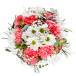 This radiant, hand-arranged bouquet channels the uplifting spirit of Isleworth, as if gathered freshly from a riverside garden bathed in delicate sunlight. Velvety coral-pink carnations, their ruffled blooms brimming with warm vibrancy, are artfully arranged amidst white daisies that stand out with clean petals and sparkling lime-green centers. Wisps of dainty gypsophila flutter between the larger blooms, echoing the dreamy quality of wildflowers found near Isleworth's green lanes and meadows. Tucked gently within the abundance, slender buds-possibly alstroemeria-hint at soft purple and blush tones, promising new life and refined detail in the days ahead. Eucalyptus leaves unfurl with a gentle, silvery sheen, layered among darker, glossy greens that anchor and frame the composition. The bouquet's circular, balanced design exudes optimism and gentle celebration, making it suitable for birthdays, anniversaries, or to uplift someone's spirits with a fragrant gift delivered anywhere in Isleworth, from St John's Road to Twickenham's edge. There's a sense of careful thought in every stem and petal-a local florist's devotion to beauty and heartfelt connection-making this bouquet not just a visual feast, but a tangible symbol of joy, renewal, and community spirit. Its pristine white setting throws every hue and texture into vivid relief, ensuring this arrangement beckons the gaze and brightens any moment it graces.